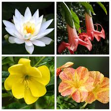 The blooms open at night and usually start wilting by sunrise. 12 Gorgeous Night Blooming Flowers Sunny Home Gardens