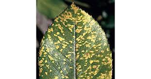 Image result for rez rzivost ostru%u017Einy