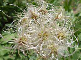 Jun 05, 2020 · native vines are also likely to require less maintenance because they are hardy to the environment already. Oriental Virginsbower Clematis Orientalis