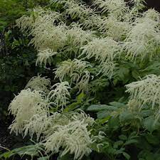 Aruncus Dioicus Walters Gardens Inc