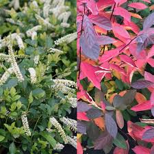 Image result for Itea