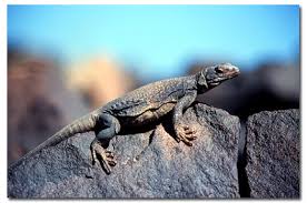 Instead, these plants are able to tolerate or withstand the hottest and driest parts of the. Chuckwallas Desertusa