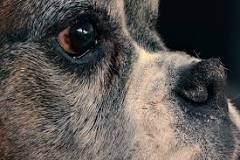 Image result for what is the best treatment for a dog with dry cracked nose