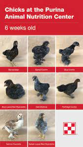 At one time we had 14 roosters coexisting happily in the same coop/yard. 13 Maybe Chicks Ideas Chicken Breeds Chickens Chickens Backyard