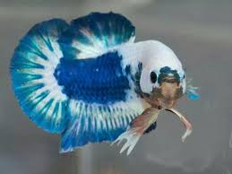 Plakat fancy merupakan salah satu jenis cupang plakat yang cantik karena memiliki banyak corak warna. Betta Halfmoon Plakat Fancy Blue And White Betta Betta Fish Tank Betta Fish