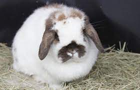 Minis also have longer ears and instead remind me of a miniature french lop instead. Hollywood Rabbits Holland Lop Vs Mini Lop