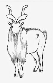 Markhor Drawing Markhor National Animal Of Pakistan Worksheet Markhor National Animal Animals