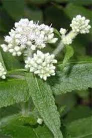 Check spelling or type a new query. Common Boneset Eupatorium Perfoliatum Wisconsin Pollinators