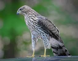 Birds Of Prey Texas Hill Country Pin On Coopers Hawk