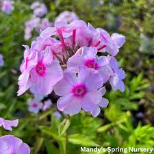 Image result for Phlox paniculata