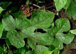 Image result for Ampelocissus africana