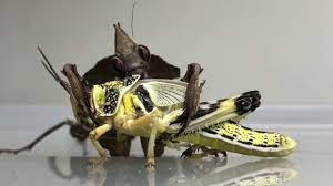 Maybe you would like to learn more about one of these? Praying Mantis Eating A Whole Locust Timelapse 3 Hours In 1 30min Youtube
