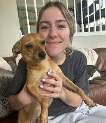 Assateague pony asking a cattle egret for a kiss