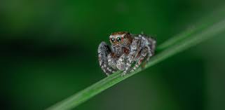 No place is safe no one is beyond their paralyzing sting. How To Keep Spiders Out Of Your Room Natural Home Remedies Bugwiz
