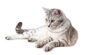 Maybe you would like to learn more about one of these? Wallpaper Cat Cat White Background Images For Desktop Section Koshki Download