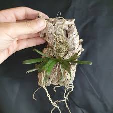 Image result for Aerangis kirkii