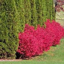 Daily Encouragement Net Archive Mobile Print Edition Privacy Landscaping Landscape Design Backyard Landscaping