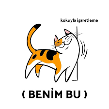Kedilerin Beden Dili Ne Diyor Kedimag