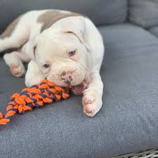 Their names and sometimes their histories and. Exotic Pitbull Puppies For Sale Adoption Home Facebook