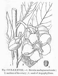 Image result for Brexia