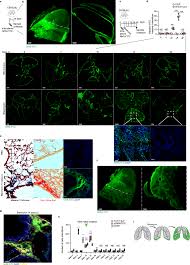 Targeting pleuro-alveolar junctions reverses lung fibrosis in mice