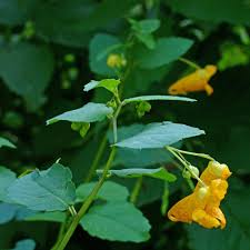 Image result for Impatiens  capensis