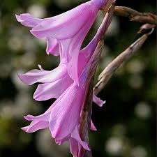 Image result for Dierama formosum