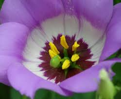 Image result for eustoma maurine