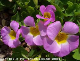 Image result for Oxalis depressa
