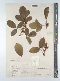 Image result for Leptoderris goetzei