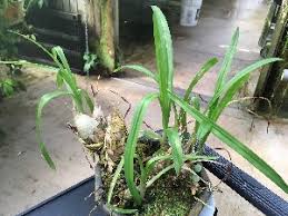 Image result for Eulophia hereroensis