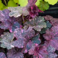 Image result for Heuchera `Midnight Rose`