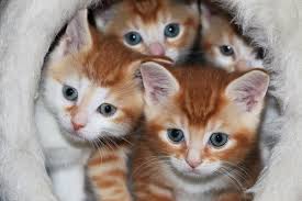Maybe you would like to learn more about one of these? Cat Pet Store Near Me Off 53 Www Usushimd Com