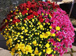 Mums flowers for sale near me. Mums For Sale Shady Hill Gardens Geraniums