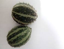 Image result for Cucumis prophetarum