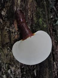 Image result for Ganoderma curtisii