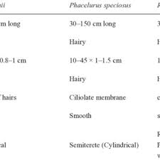 Image result for Phacelurus