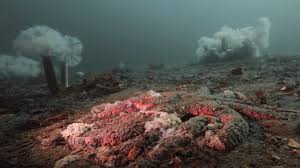 Scientists solve great ocean mystery which turned billions of starfish into  goo