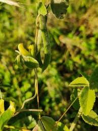 Image result for Macrotyloma uniflorum