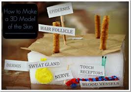 How To Make A 3d Model Of The Skin Skin Anatomy Human Body Activities Skin Model