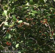 Image result for Cordia sinensis