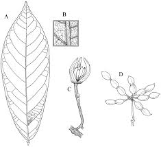 Image result for Monanthotaxis trichantha