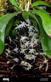 Image result for Warburgia ugandensis