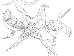 Want to discover art related to vulpix?. Passenger Pigeons Coloring Page Supercoloring Com Coloring Pages Bird Coloring Pages Passenger Pigeon
