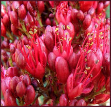 Image result for Schotia brachypetala