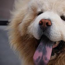 Hello, if you dog is vomiting blood and having bloody diarrhea it would be best for him to see a vet as soon as possible. Dog Burping And Coughing Is It Normal