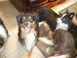 If you are unable to find your companion in our dogs for adoption sections, please consider looking thru the directory of rescue organizations, to see if they. Pets For Adoption At Aussie Border Collie Rescue Of Northern Nevada In Minden Nv Petfinder