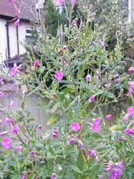 Image result for Epilobium hirsutum