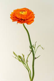 Download Premium Image Of Blooming Orange Ranunculus Flower 2276506 Orange Ranunculus Delphinium Flowers Ranunculus Flowers