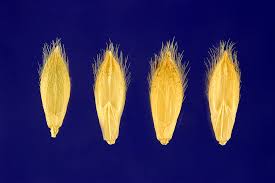 Image result for Urochloa brizantha